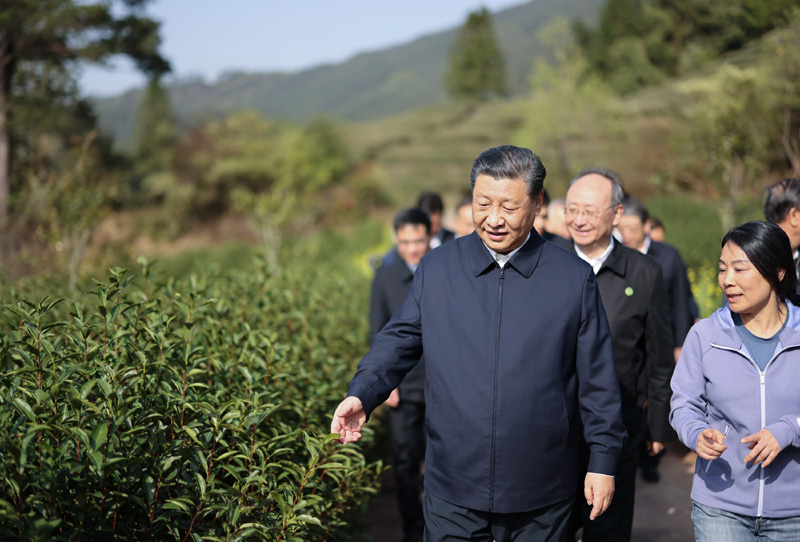 3月22日至25日,中共中央总书记、国家主席、中央军委主席习近平在福建考察。这是22日下午,习近平在南平武夷山市星村镇燕子窠生态茶园,察看春茶长势,了解当地茶产业发展情况。新华社记者 王晔 摄